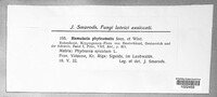 Ramularia phyteumatis image